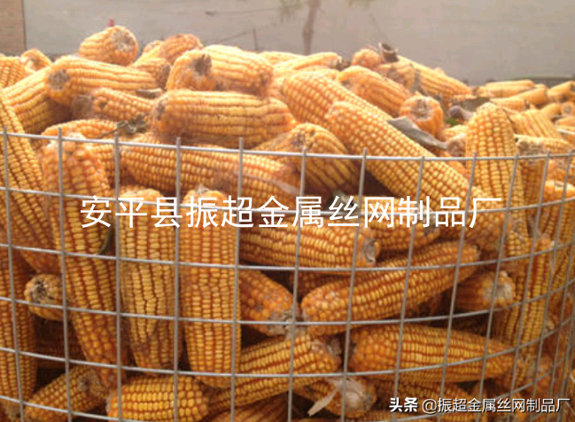 圈玉米-www.apzhenchao.com
