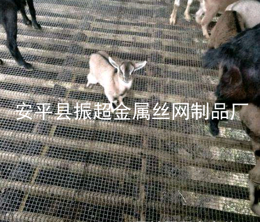 养羊漏粪板，养殖漏粪板钢网-www.apzhenchao.com